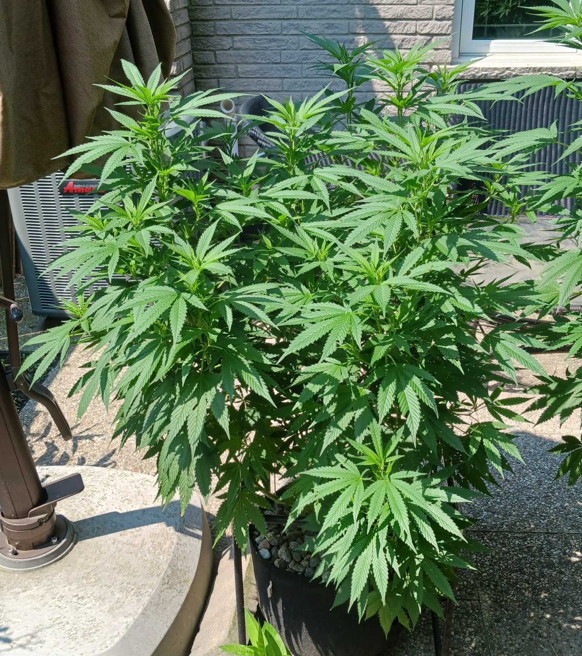 Gorilla Glue 27 July 2024.jpg