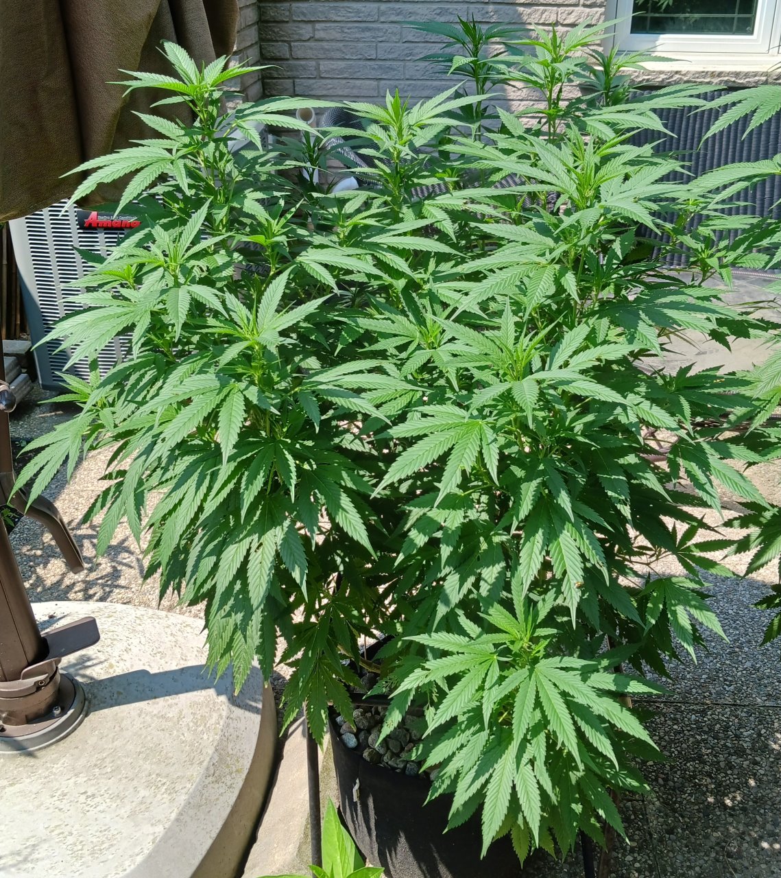 Gorilla Glue 29 July 2024.jpg