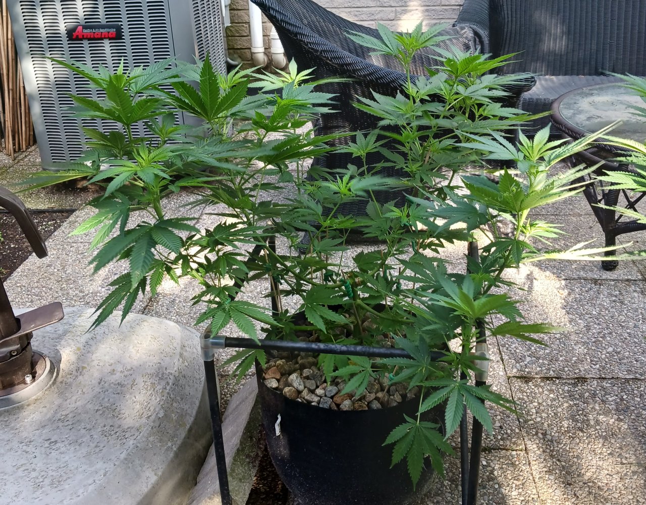 Gorilla Glue 30 June 2024.jpg