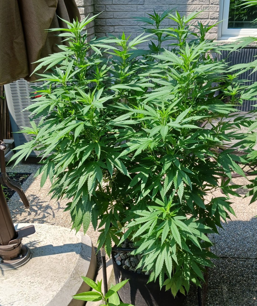 Gorilla Glue 31 July 2024.jpg