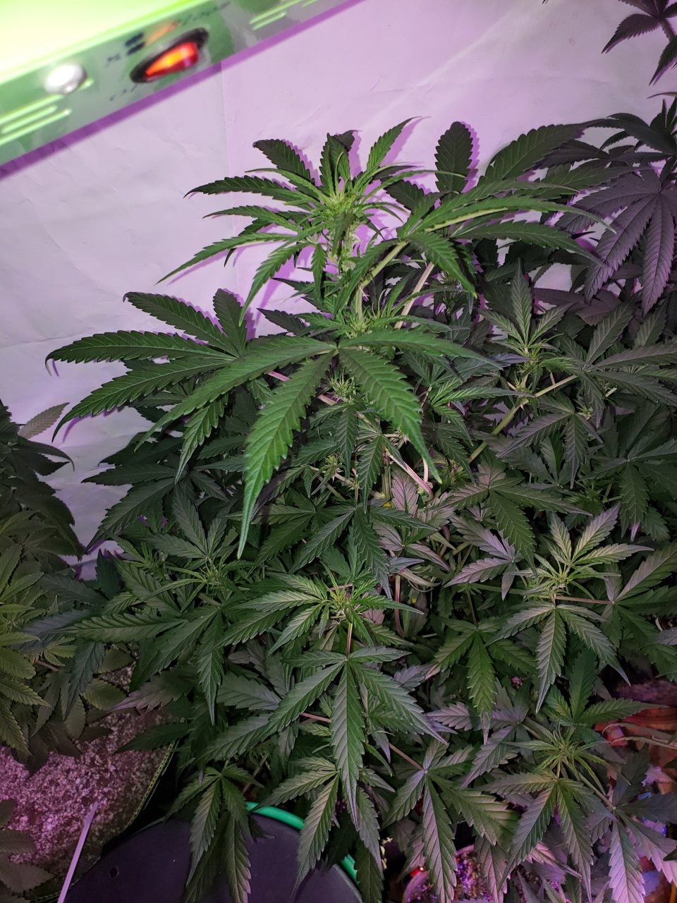 Gorilla glue#4 auto hibrix and untopped starting flower