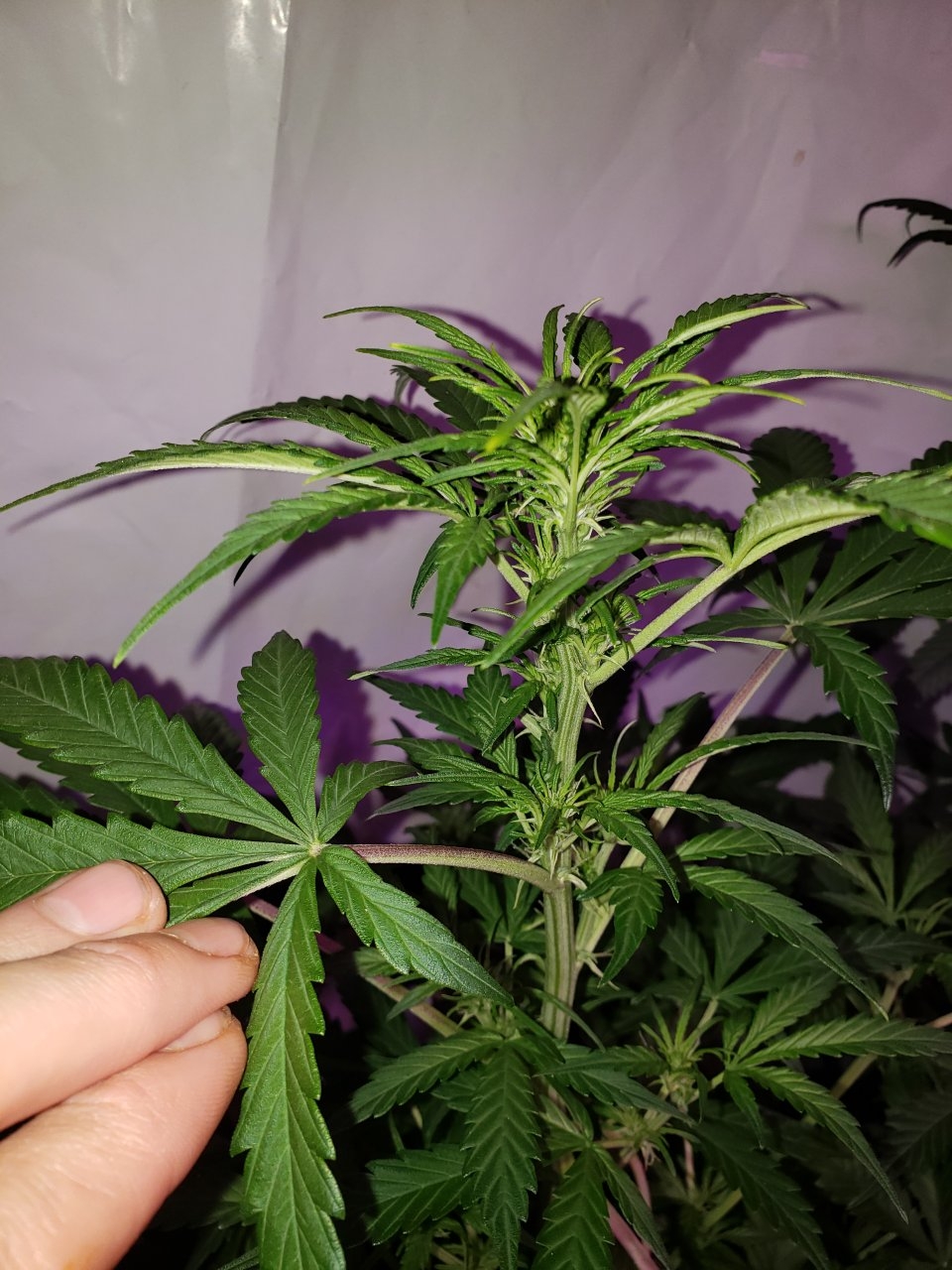 Gorilla glue#4 auto hibrix starting flower