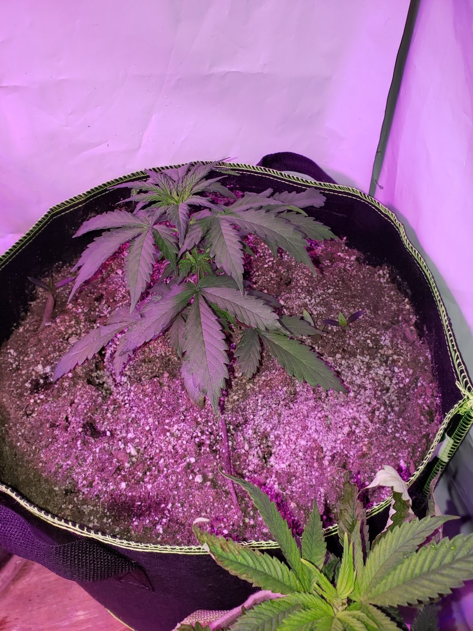 Gorilla glue#4 auto hibrix