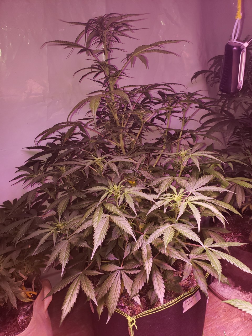 Gorilla glue#4 auto hibrix