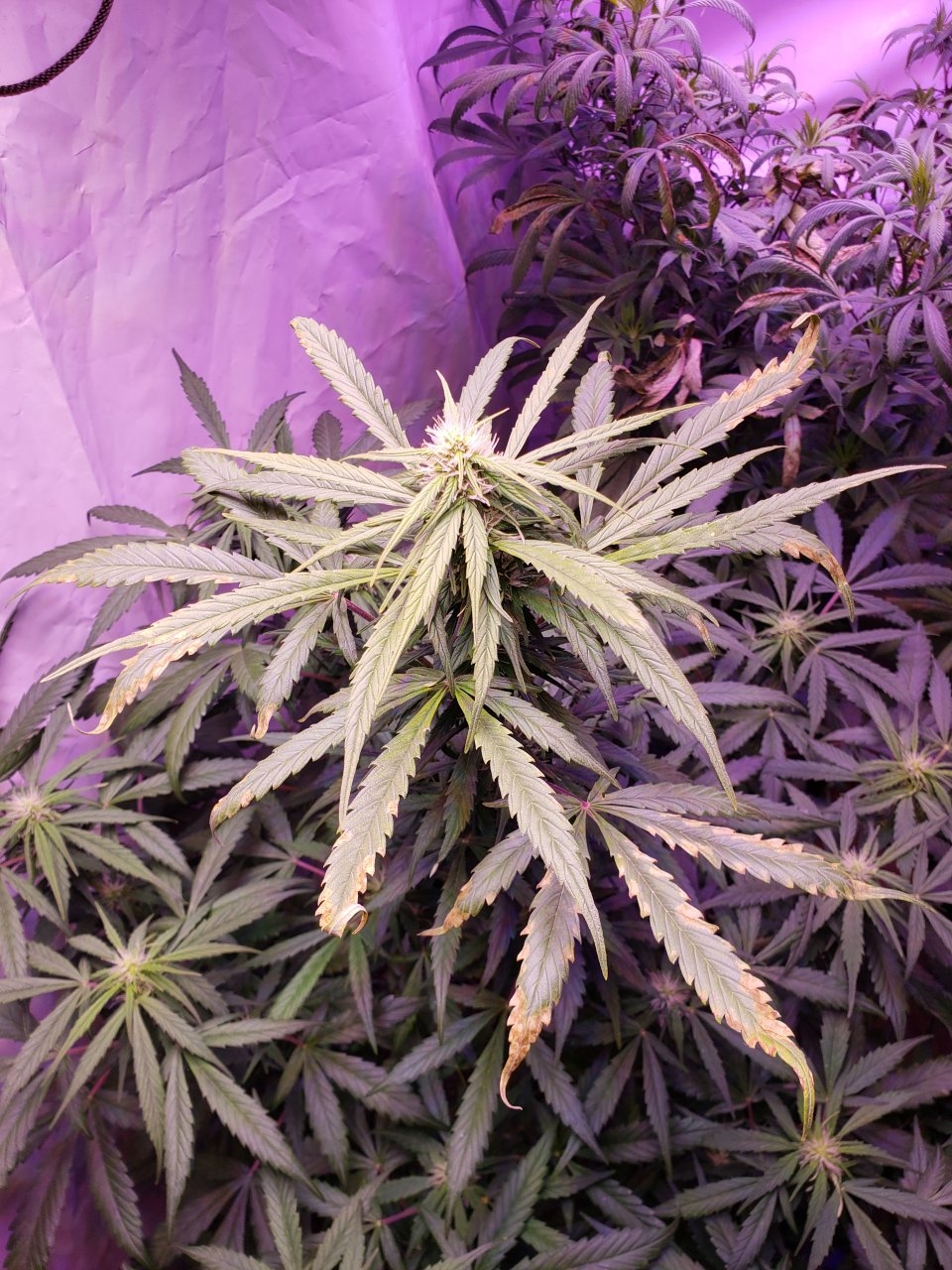 Gorilla glue#4 auto hibrix