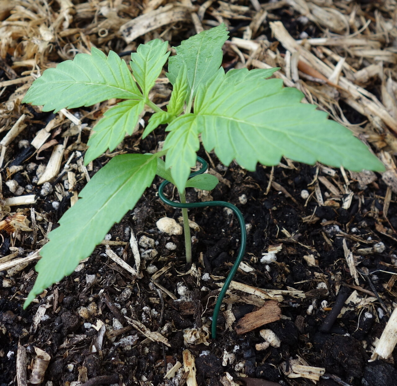 Gorilla Glue Auto (1-GGa)  14 days since sprouting from the soil