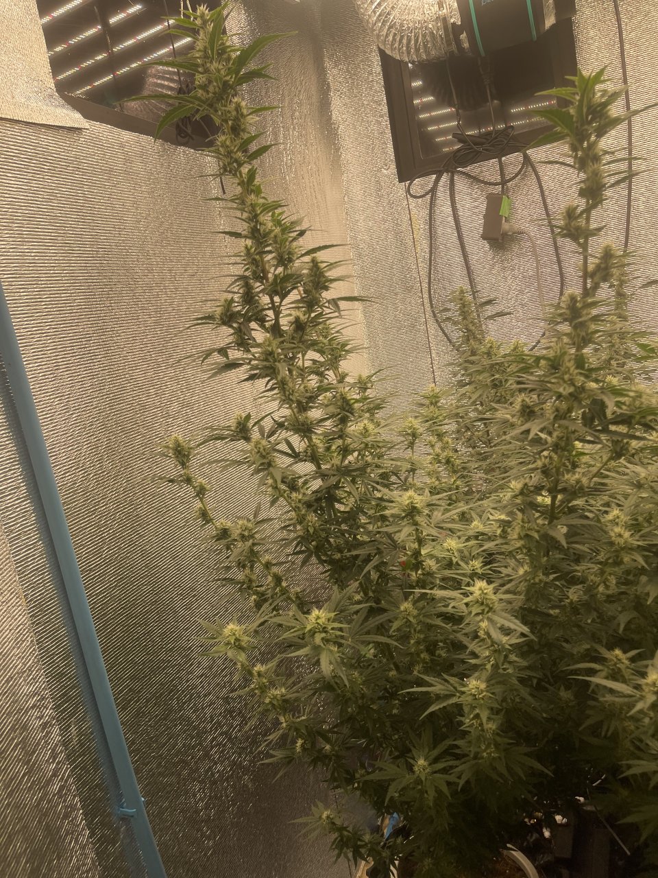 Gorilla Glue Biggest Day #39.jpeg