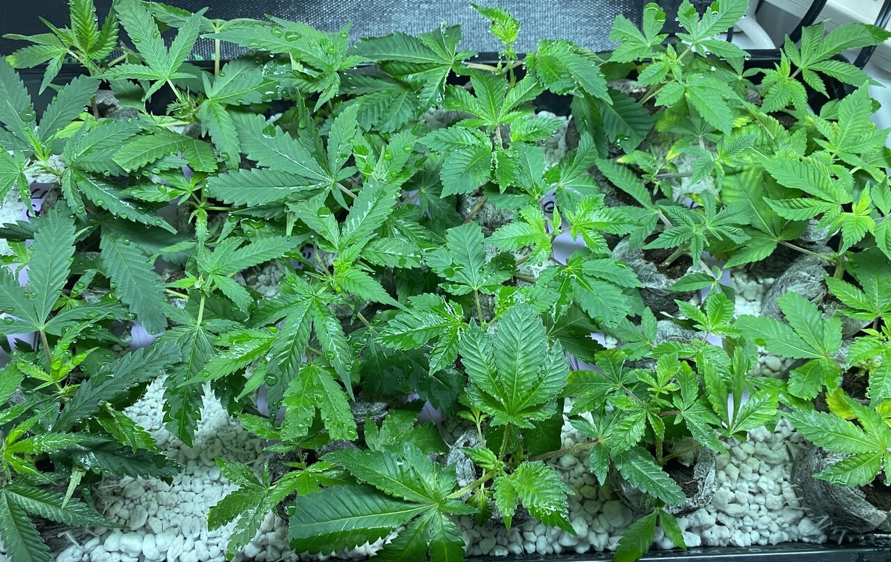 Gorilla Glue clones