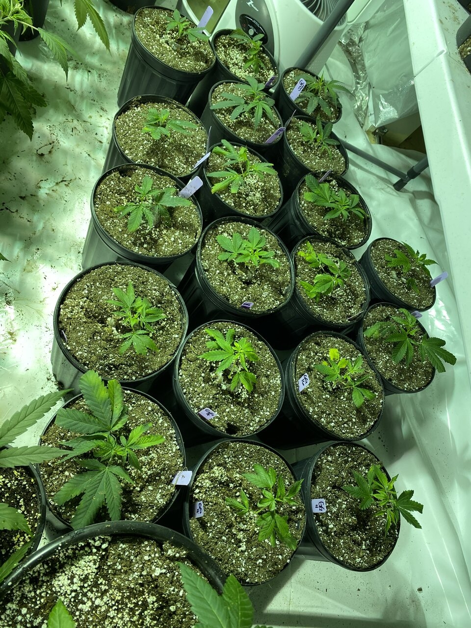 Gorilla Glue Clones