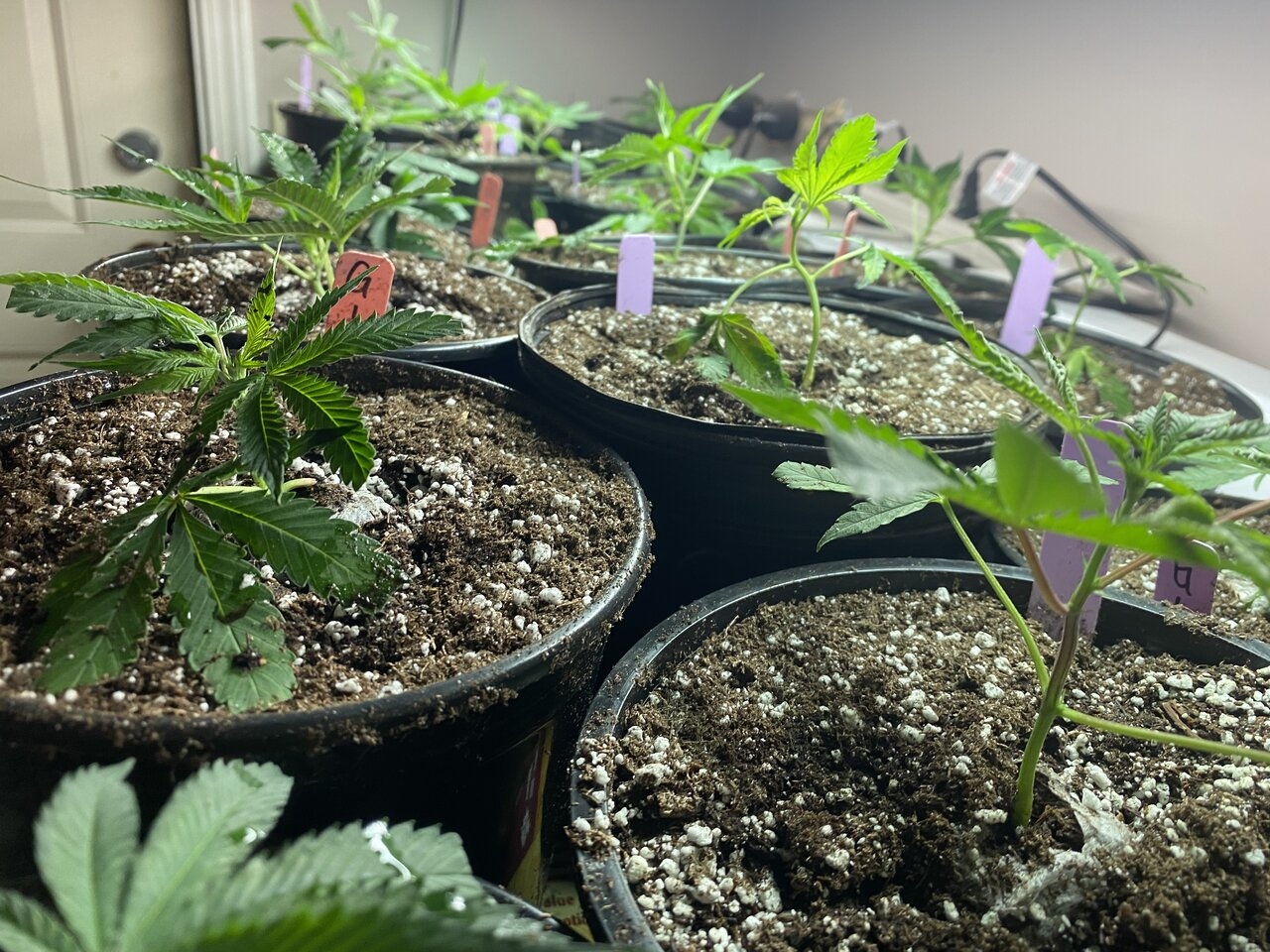 Gorilla Glue clones