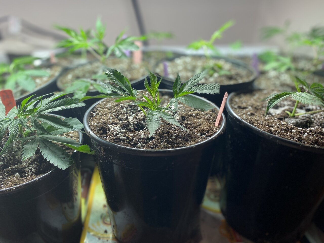 Gorilla Glue Clones