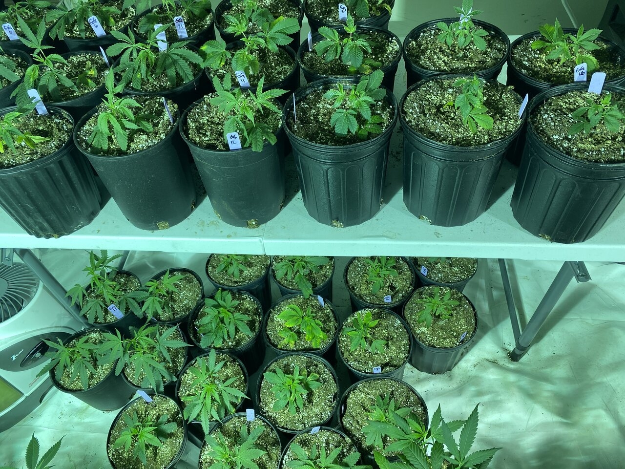 Gorilla Glue clones