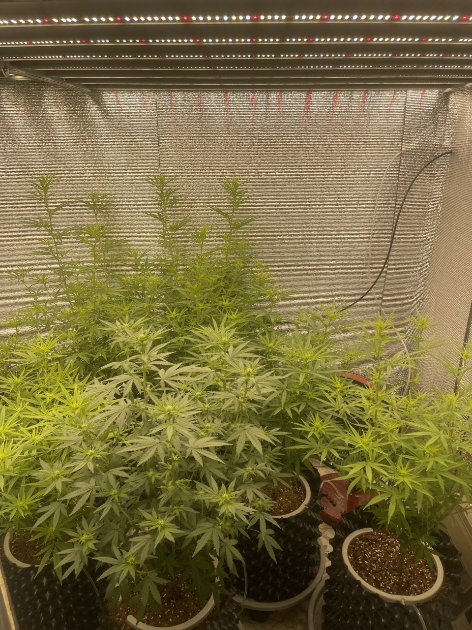 Gorilla Glue Day 15.jpeg