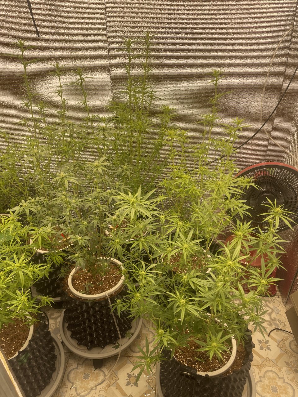 Gorilla Glue Day 16 after defoliation.jpeg