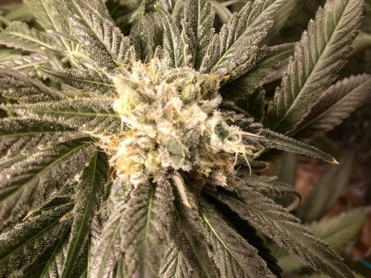 Gorilla Glue Day 52 2.jpg