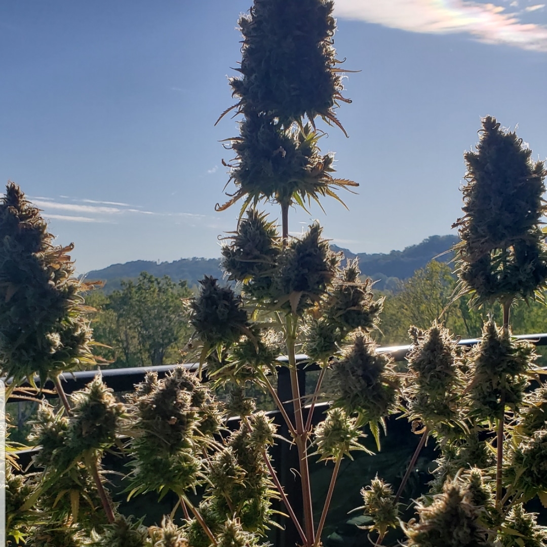 Gorilla Glue overlooking the hills of Hamilton