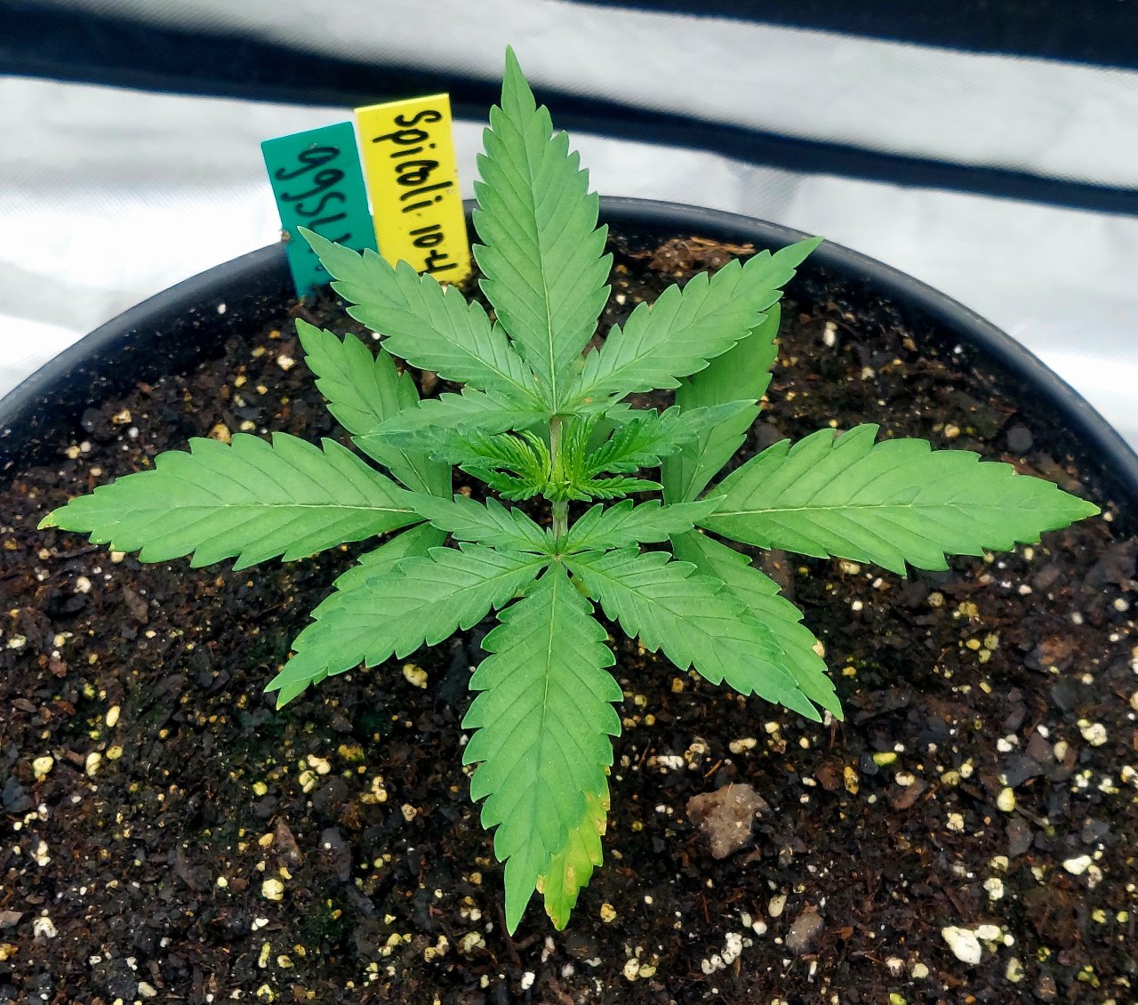 Gorilla Glue Super Lemon Haze-Grow Journal