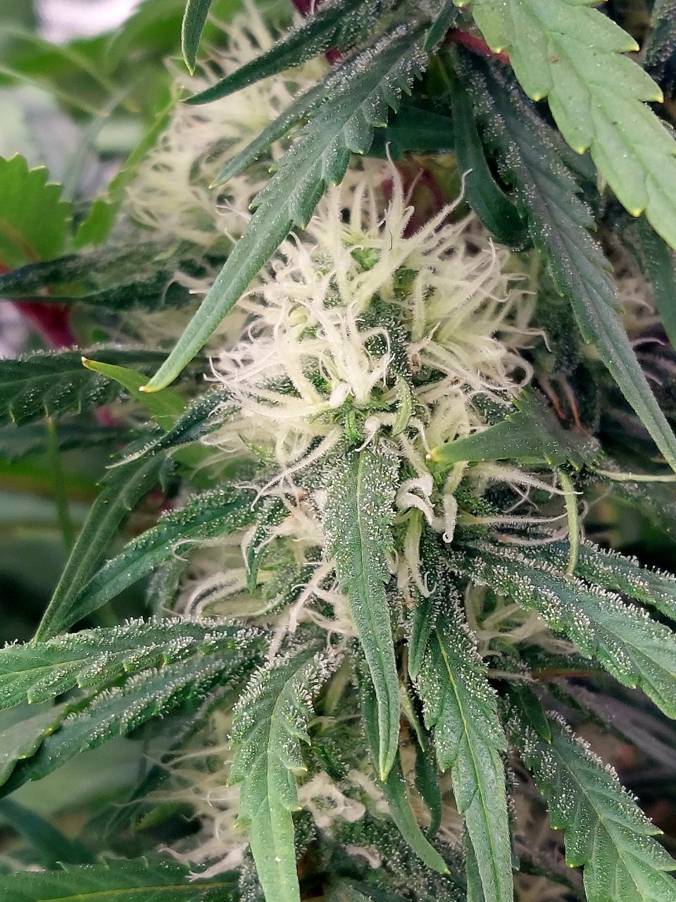 Gorilla Glue Super Lemon Haze-Grow Journal