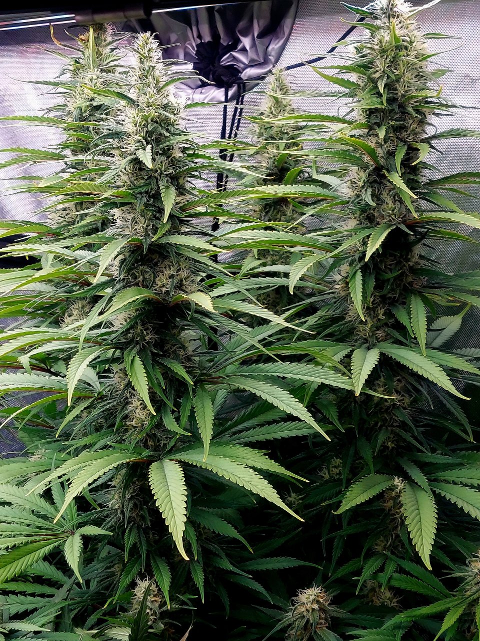 Gorilla Glue Super Lemon Haze-Grow Journal