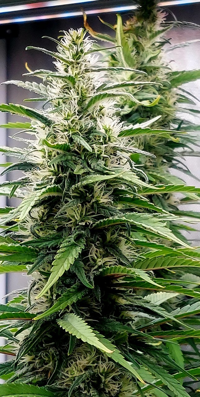 Gorilla Glue Super Lemon Haze-Grow Journal