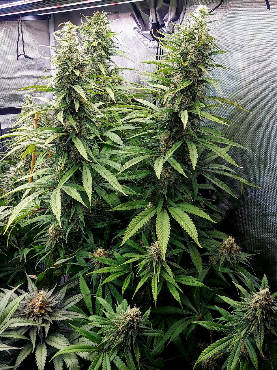 Gorilla Glue Super Lemon Haze-Grow Journal