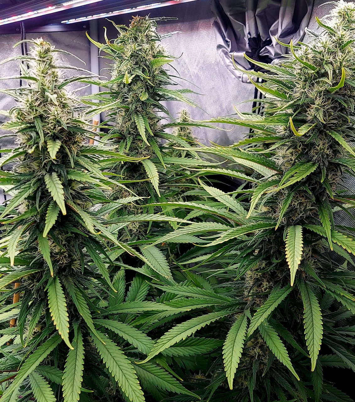 Gorilla Glue Super Lemon Haze-Grow Journal