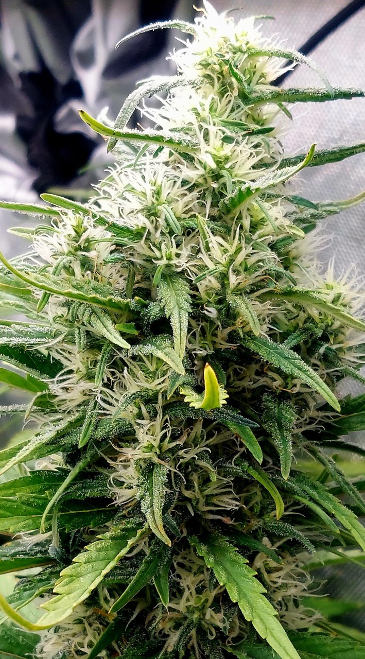 Gorilla Glue Super Lemon Haze-Grow Journal