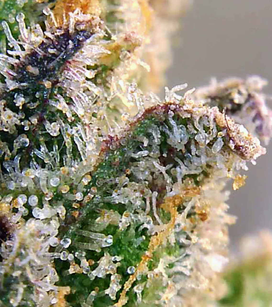 Gorilla Glue Super Lemon Haze Trichomes