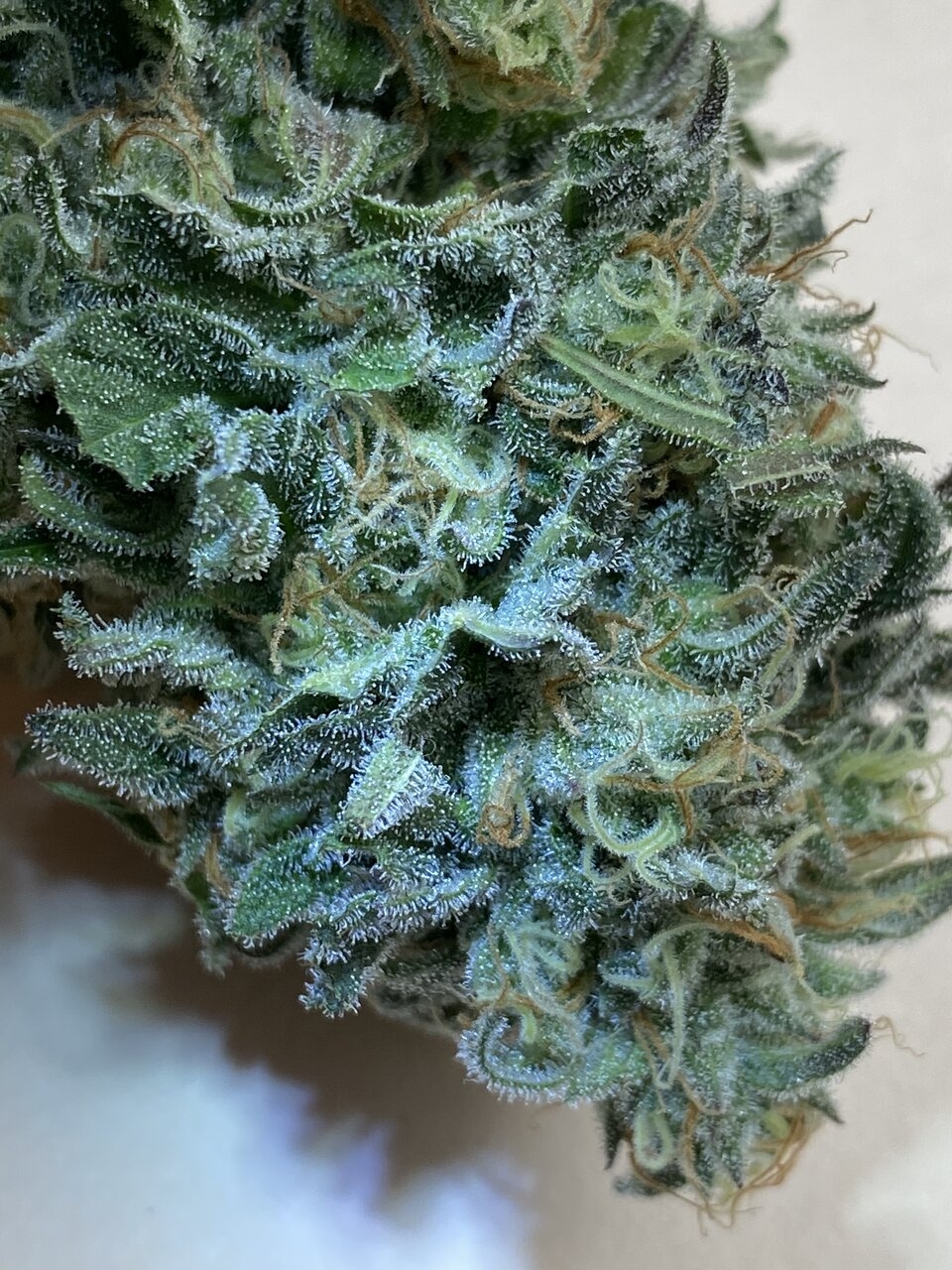 Gorilla Glue