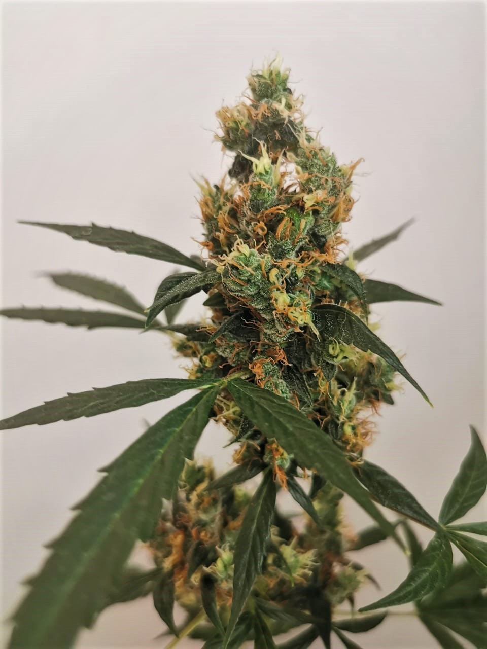 Gorilla Week 6 Flower