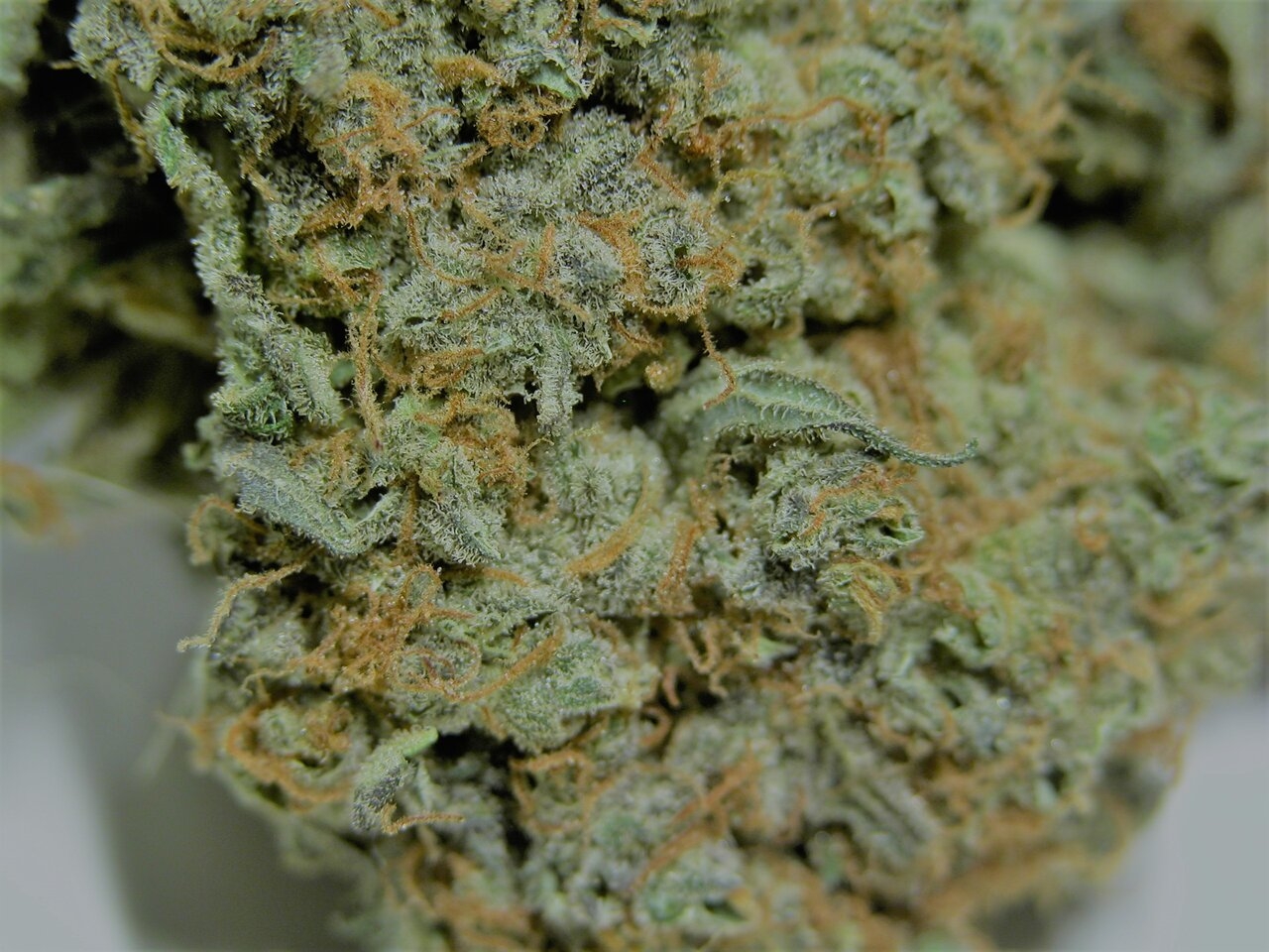 Gorilla Zkittles close up.jpg