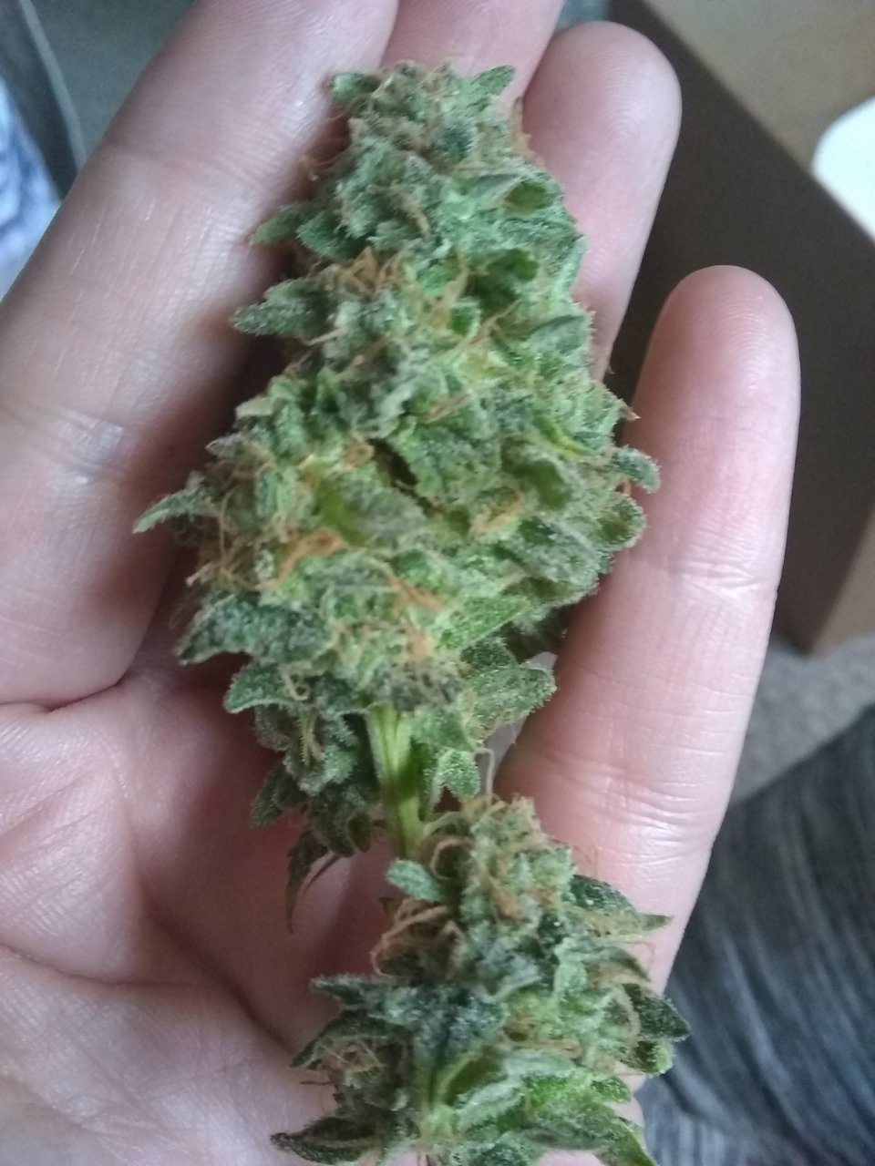 Gorilla Zkittlez bud