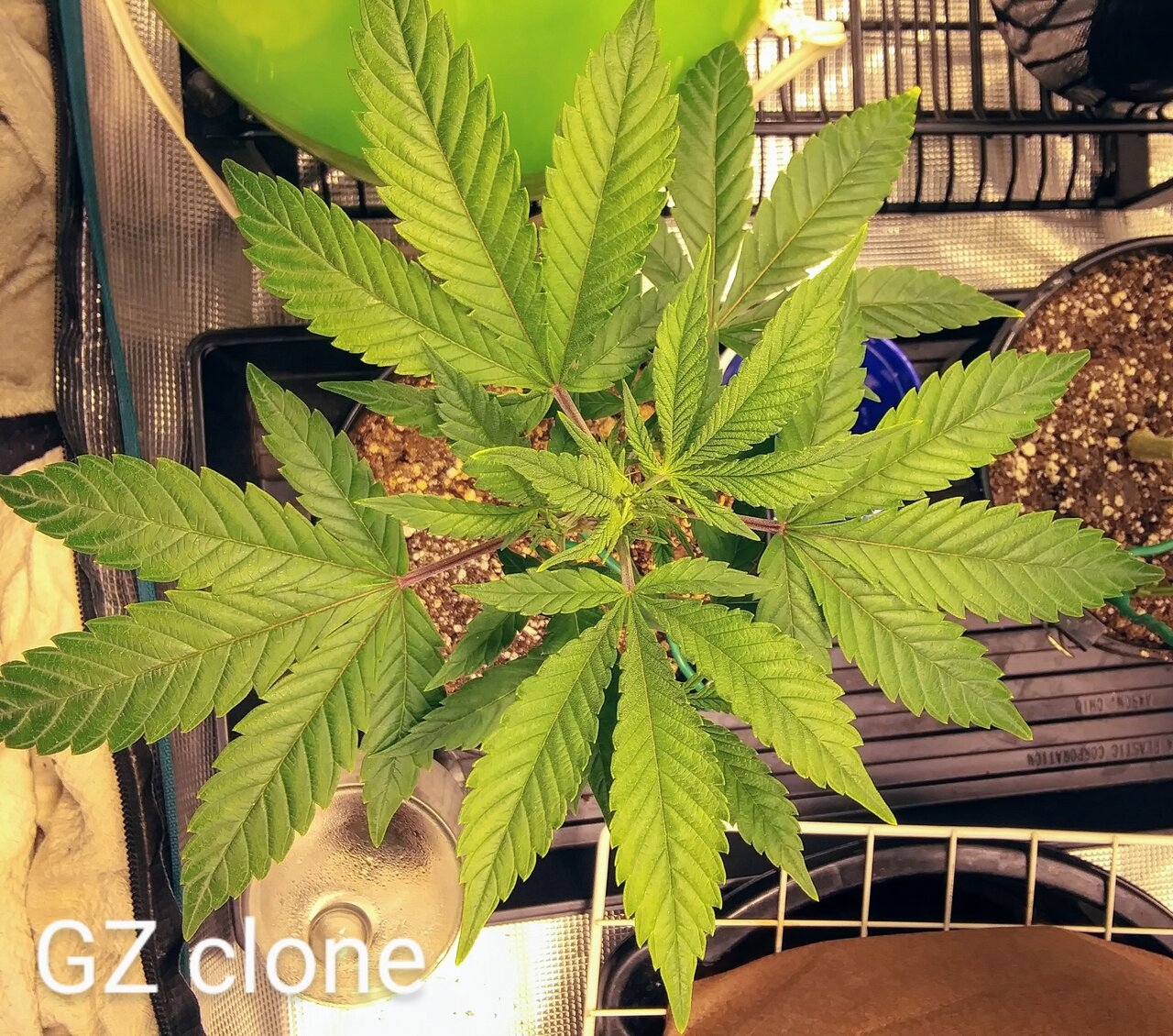 Gorilla Zkittlez clone