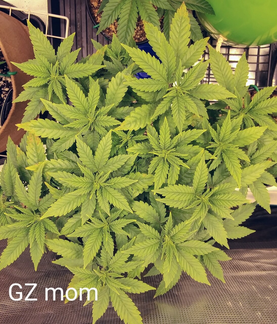 Gorilla Zkittlez mom