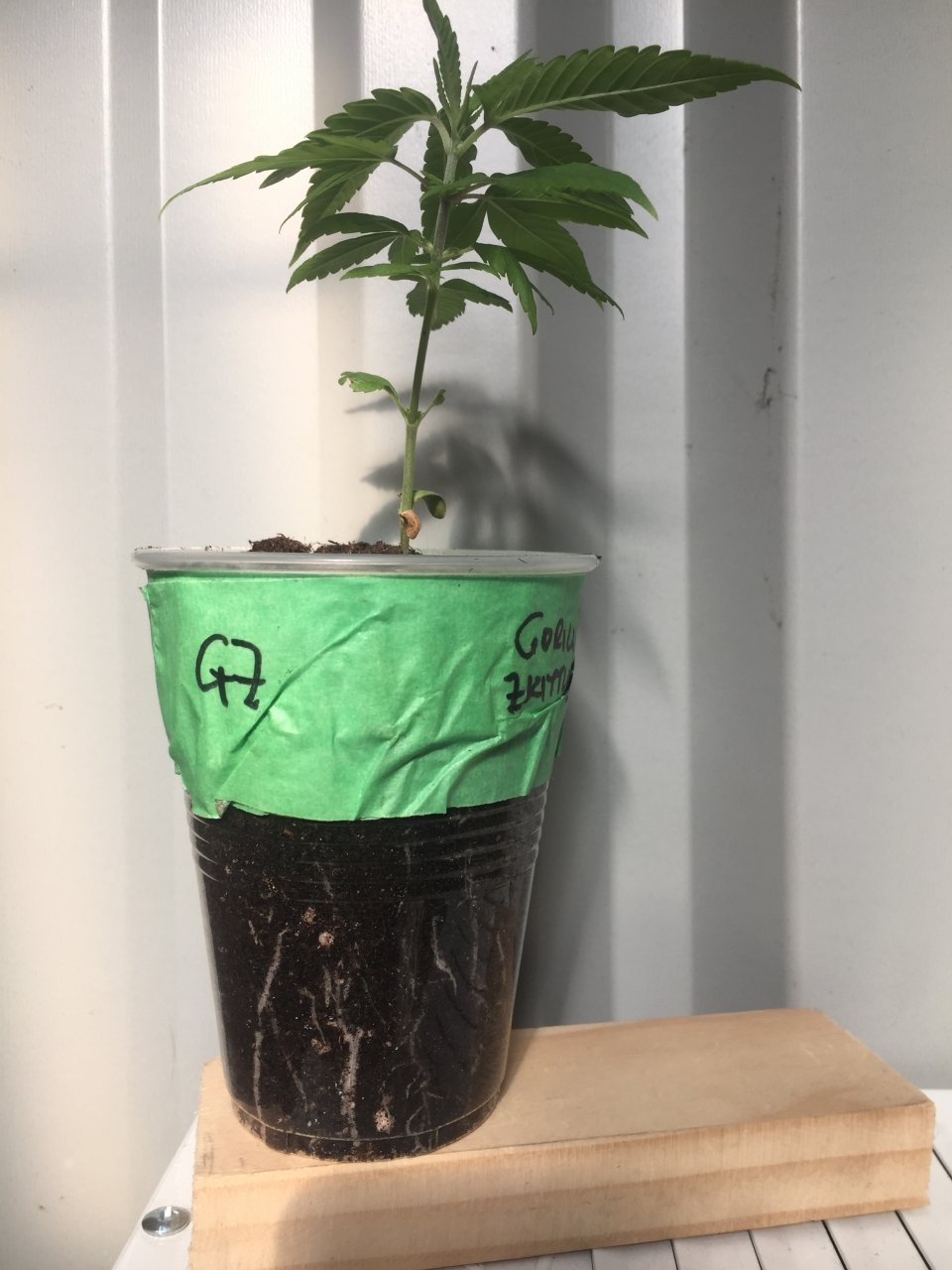 Gorilla Zkittlez seedling