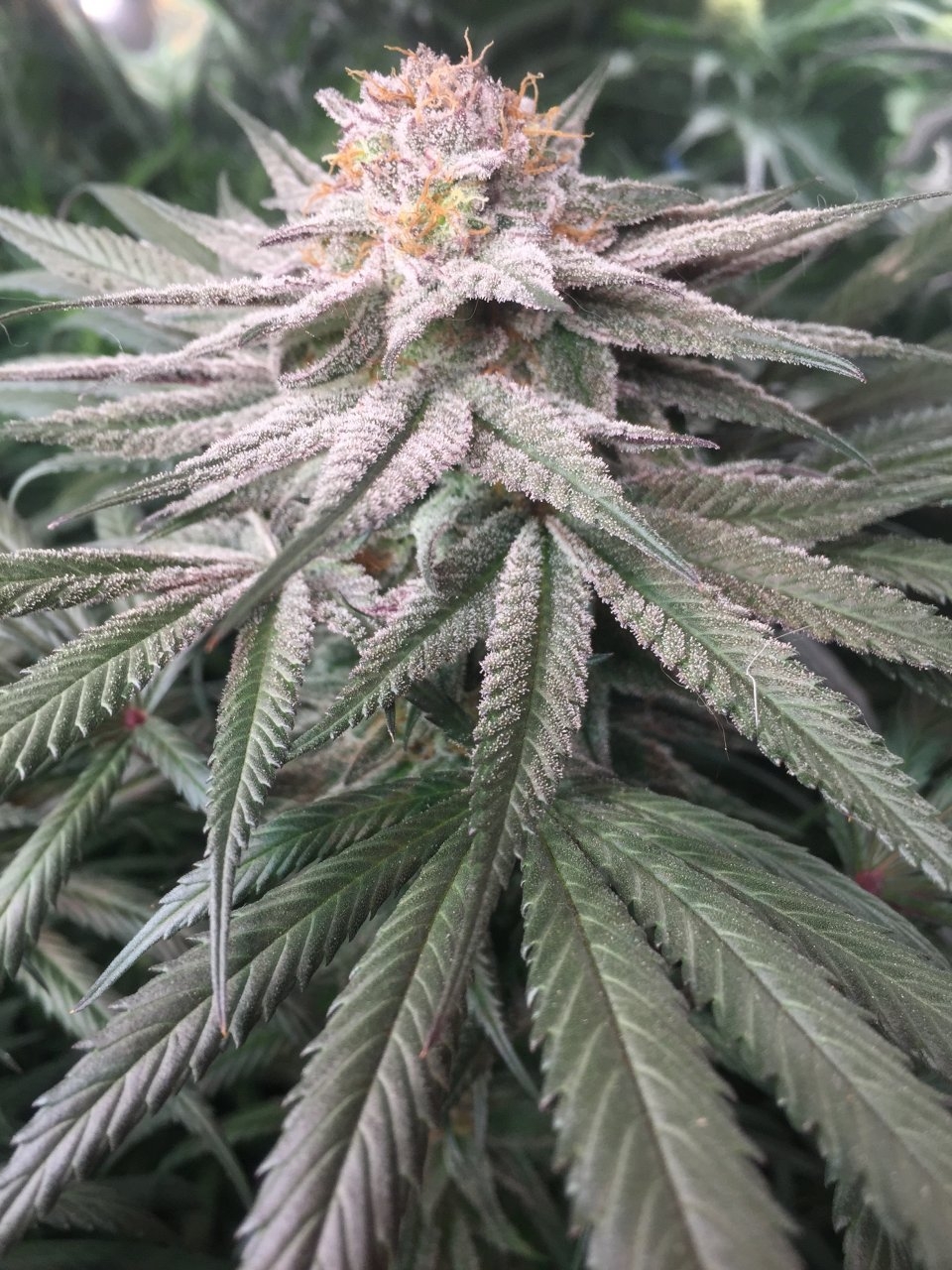 Gorilla Zkittlez start of week 8