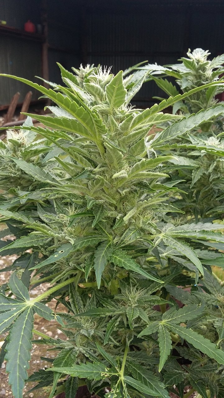 Govinda bud