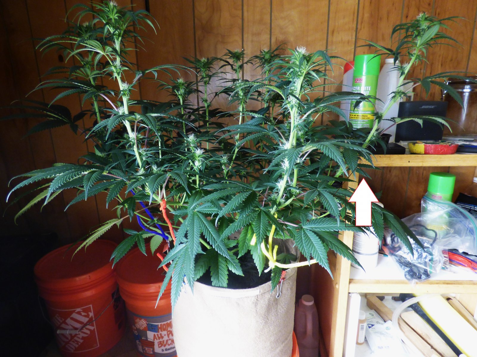 GP clone 5-20-22 F22 before.JPG