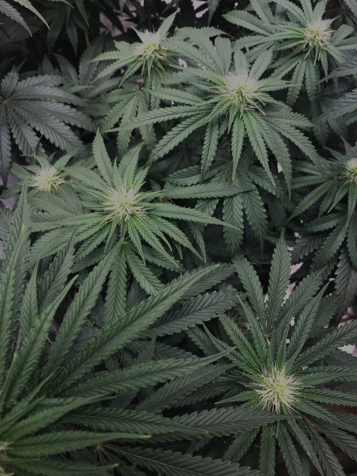 GPxBB 8-25-23 F24 buds.jpg