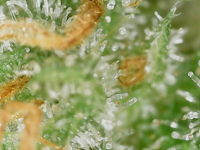 GPxBB END trichs (2).jpg