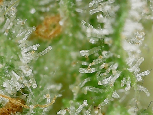 GPxBB END trichs (3).jpg