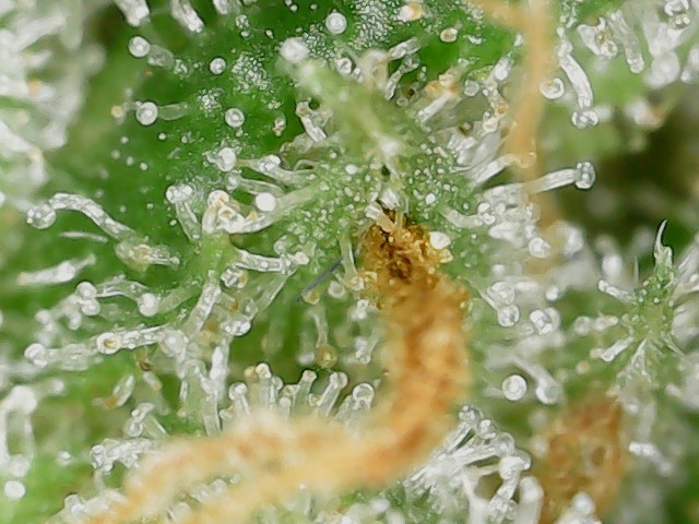 GPxBB END trichs (4).jpg