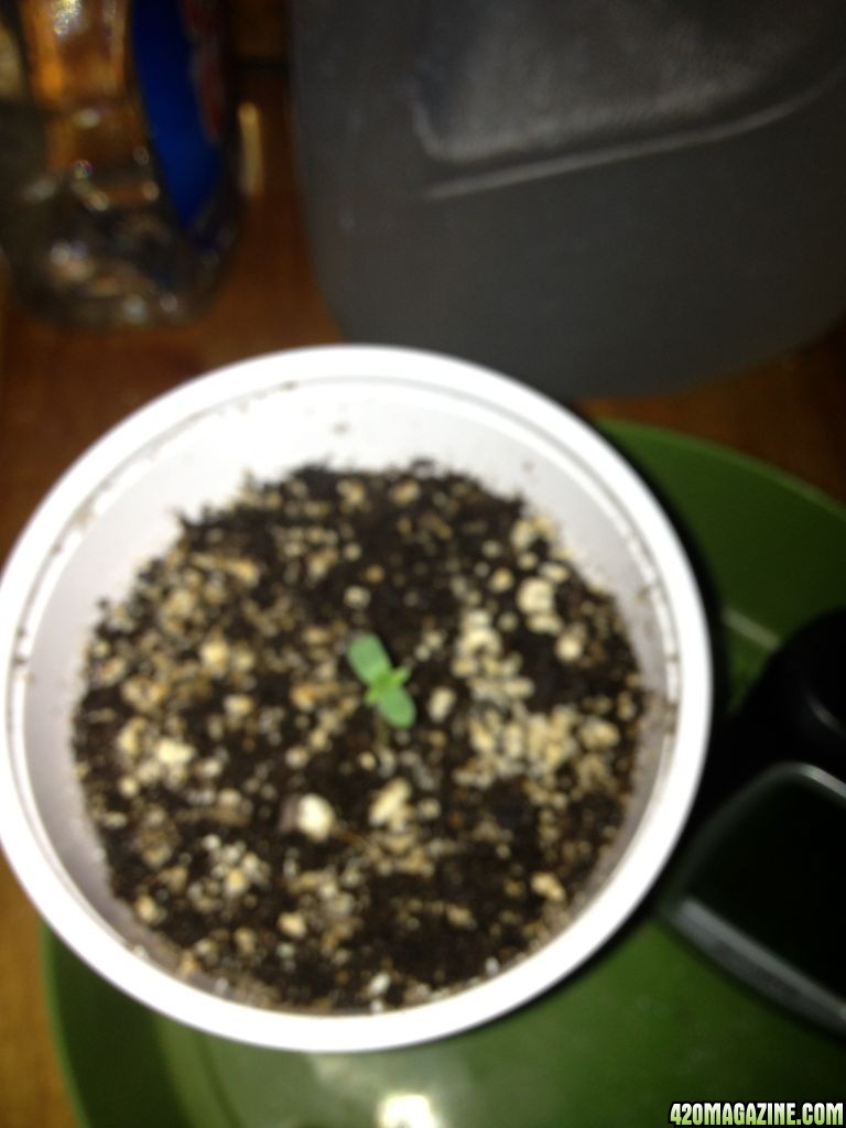 Grand Daddy Purp Grow from Seed