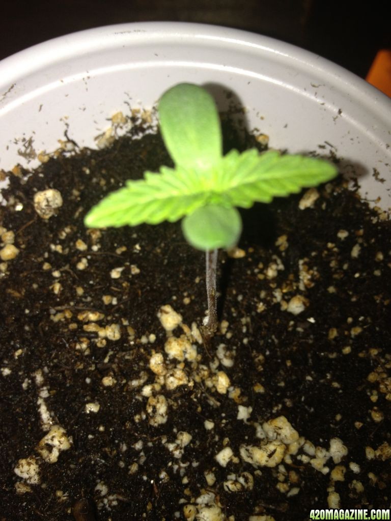 Grand Daddy Purp Grow from Seed