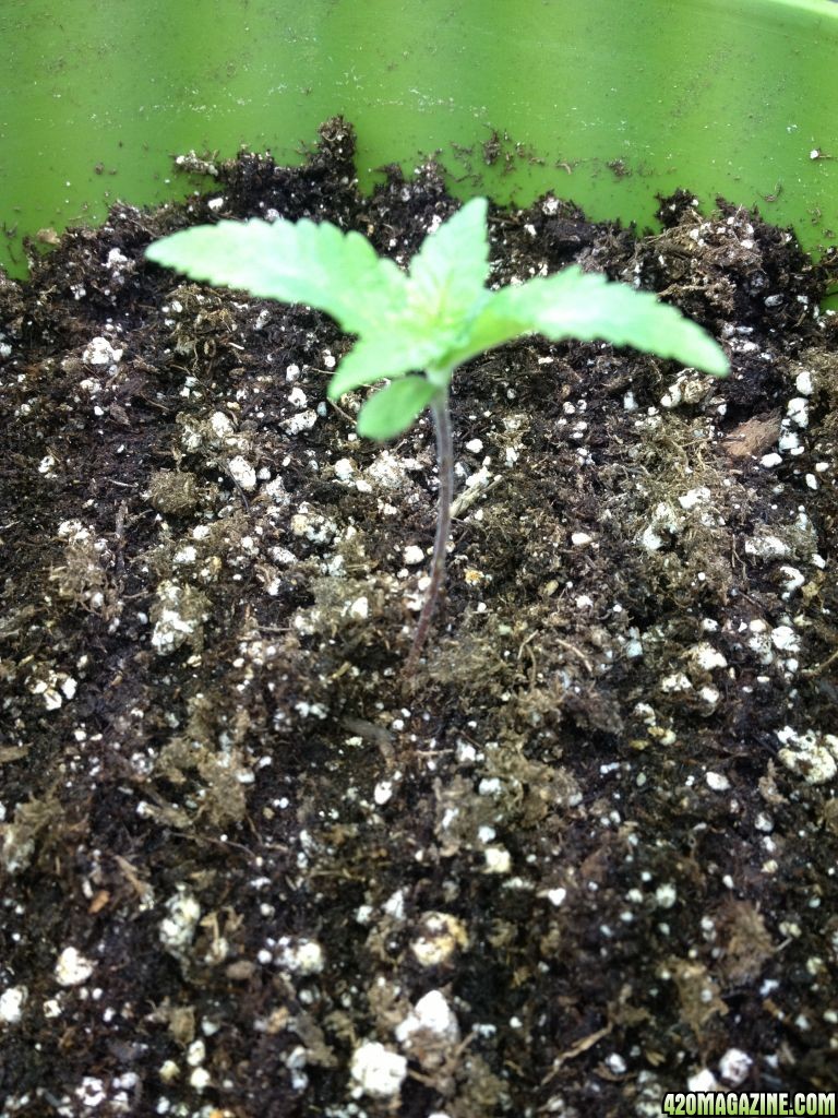 Grand Daddy Purp Grow from Seed