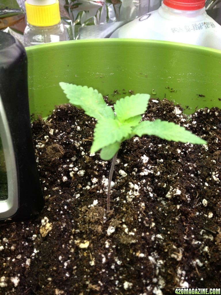 Grand Daddy Purp Grow from Seed