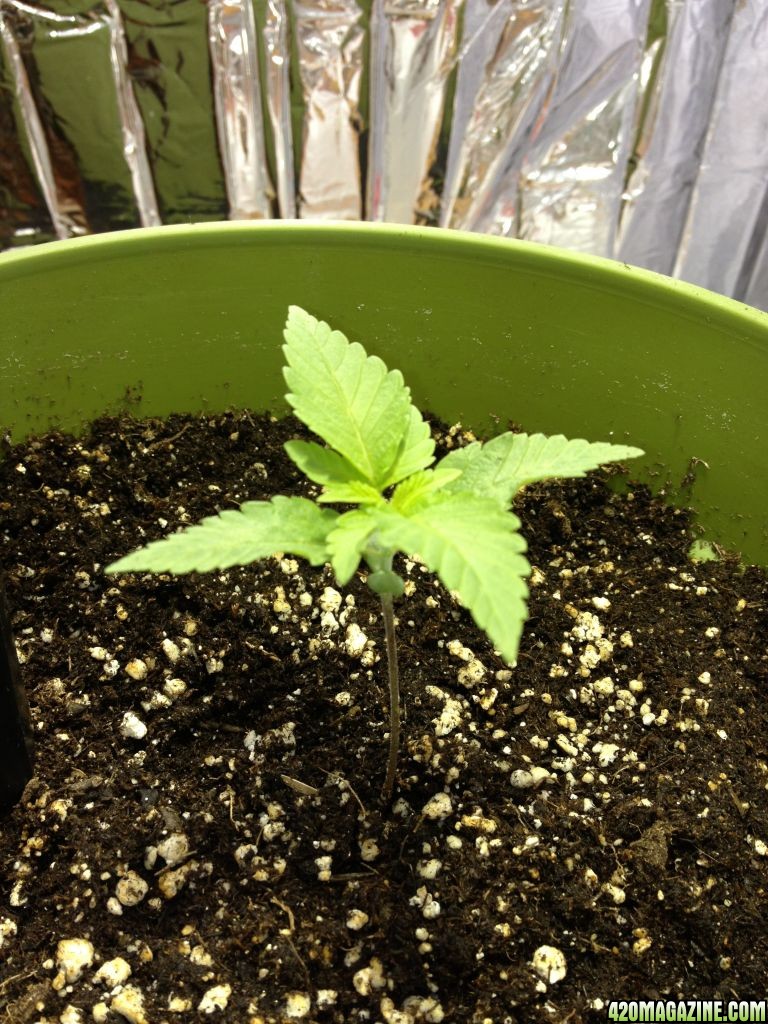 Grand Daddy Purp Grow from Seed