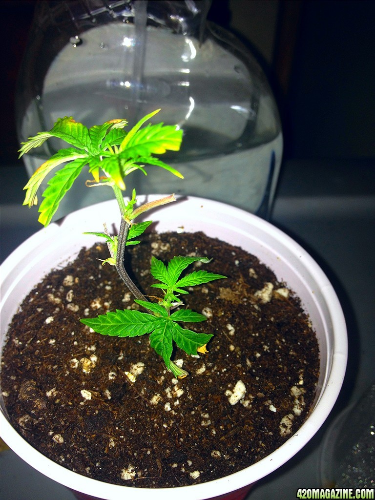 Grand Daddy Purp Grow from Seed