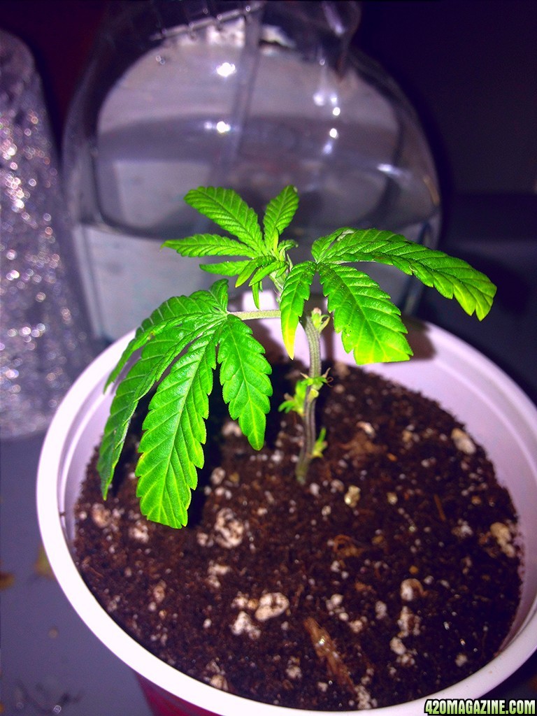 Grand Daddy Purp Grow from Seed