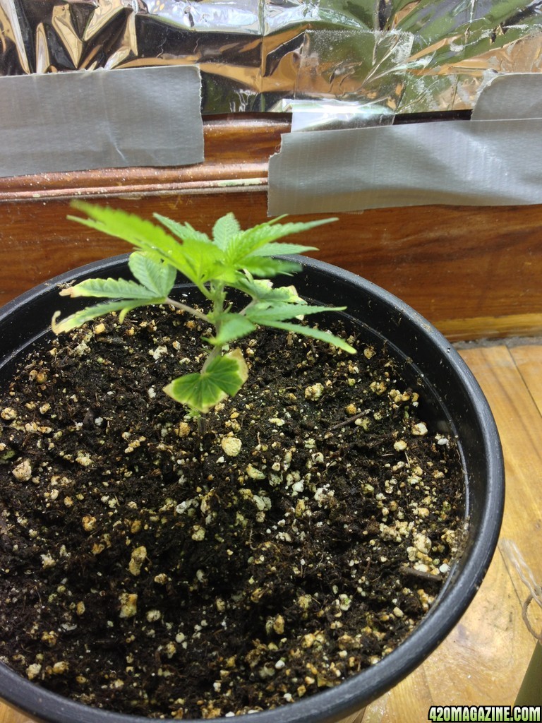 Grand Daddy Purp Grow from Seed